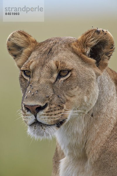 Ostafrika  Raubkatze  bedecken  Serengeti Nationalpark  Afrika  Löwe - Sternzeichen  Löwin  Tansania