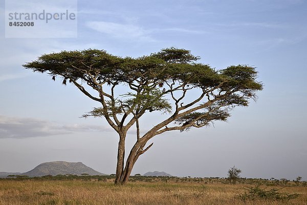Ostafrika  Akazie  Serengeti Nationalpark  Afrika  Tansania
