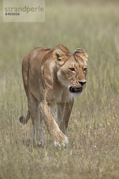 Ostafrika  Serengeti Nationalpark  Afrika  Tansania