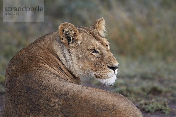 Ostafrika  Serengeti Nationalpark  Afrika  Tansania