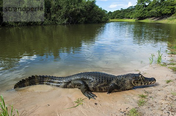 UNESCO-Welterbe  Alligator  Brasilien  Kaiman  Pantanal  Südamerika