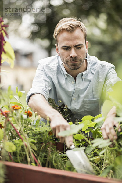 Mid Erwachsene Mann Gartenarbeit im Freien