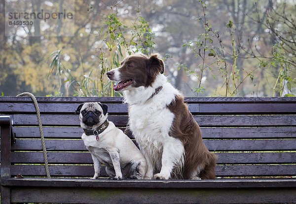 Mops und Border Collie sitzen auf einer Parkbank