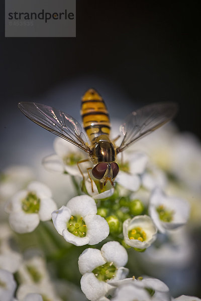 Schwebfliege (Syrphidae) auf weißen Steinkrautblüten (Alyssum)