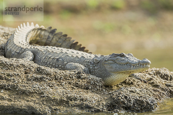 Sumpfkrokodil (Crocodylus palustris)  Fluss Chambal  Rajasthan  Indien