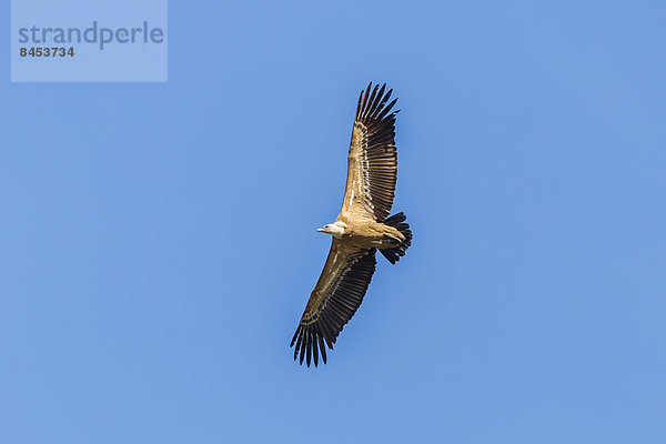 Gänsegeier (Gyps fulvus)  Nationalpark Monfragüe  UNESCO Biosphärenreservat  Extremadura  Spanien