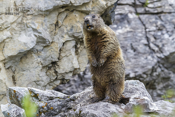 Alpenmurmeltier (Marmota marmota)  Sandesbachtal  Tirol  Österreich