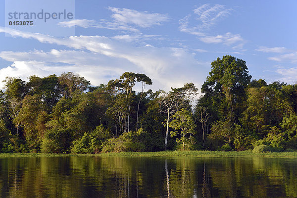 Ufer des Rio Solimões mit Várzea-Urwald  Mamirauá-Nationalpark  Manaus  Amazonas  Brasilien