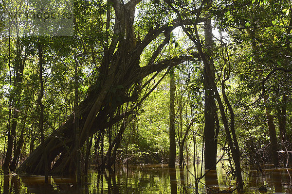 Urwaldriese im überfluteten Várzea-Urwald  Mamirauá-Nationalpark  Manaus  Amazonas  Brasilien