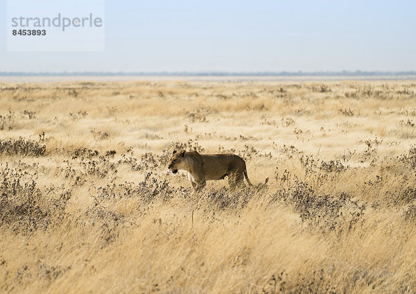 Löwin (Panthera leo) in Steppe  Etosha-Nationalpark  Namibia