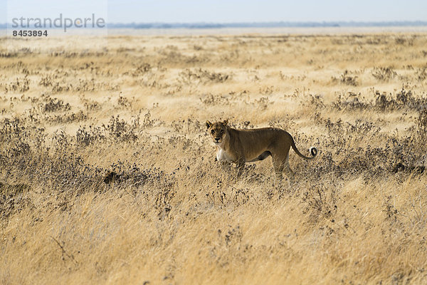 Löwin (Panthera leo) mit Jungen in Steppe  Etosha-Nationalpark  Namibia