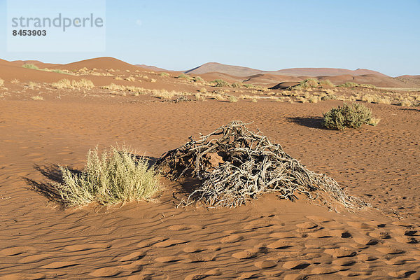 Trockene Pflanzen  Sossusvlei  UNESCO Weltnaturerbe  Namib-Wüste  Namibia