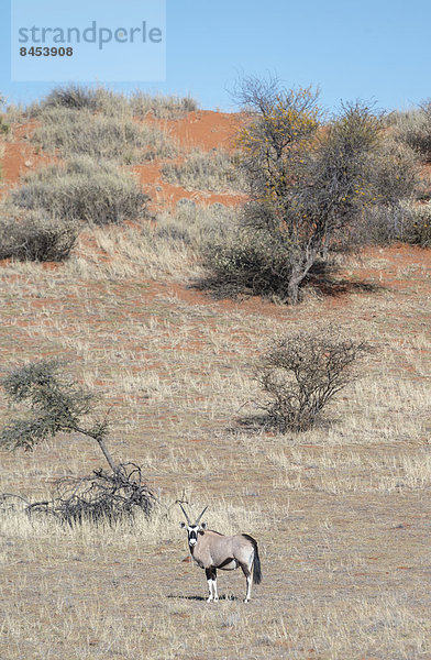 Spießbock (Oryx gazella)  Kalahari  Namibia