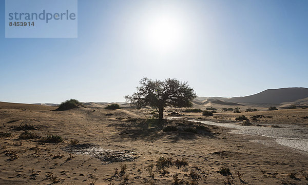 Dünenlandschaft mit Oase  Sossusvlei  Namib-Skelettküste-Nationalpark  Namibia