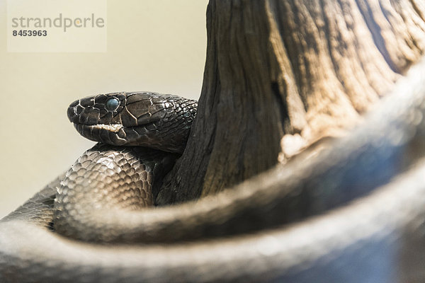 Schwarze Mamba (Dendroaspis polylepis)  Living Desert Snake Park  Walvis Bay  Namibia