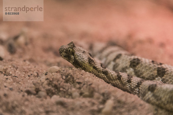 Gehörnte Puffotter (Bitis caudalis)  Living Desert Snake Park  Walvis Bay  Namibia