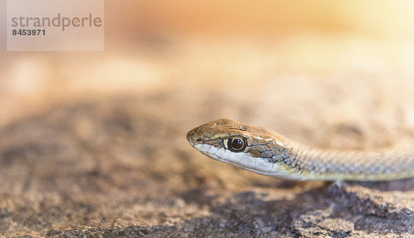 Namib-Peitschennatter (Psammophis namibensis)  Living Desert Snake Park  Walvis Bay  Namibia