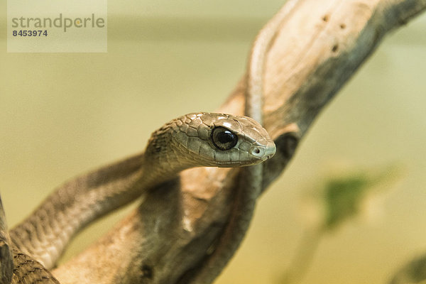 Afrikanische Baumschlange  Boomslang (Dispholidus typus)  Living Desert Snake Park  Walvis Bay  Namibia