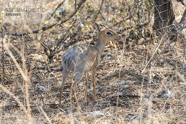 Kirk-Dikdik (Madoqua kirkii) steht im Gebüsch  Etosha-Nationalpark  Namibia