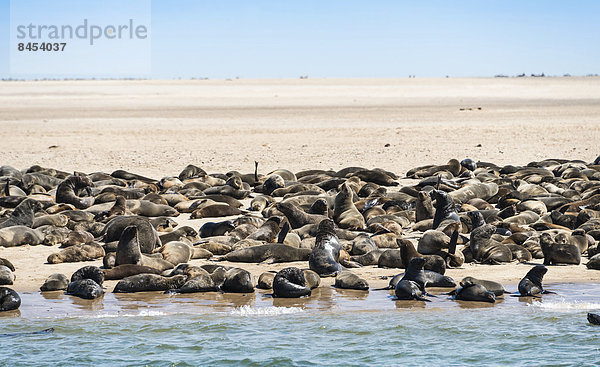 Robbenkolonie auf kleiner vorgelagerter Sandbank  Südafrikanische Seebären (Arctocephalus pusillus)  bei Walvis Bay  Namibia