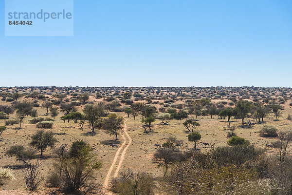 Weite Landschaft mit Bäumen  Kalahari  Namibia