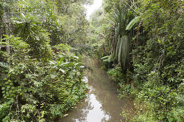 Bach fließt durch dichten Dschungel  Primärwald  Andasibe-Mantadia Nationalpark  Alaotra-Mangoro Region  Madagaskar
