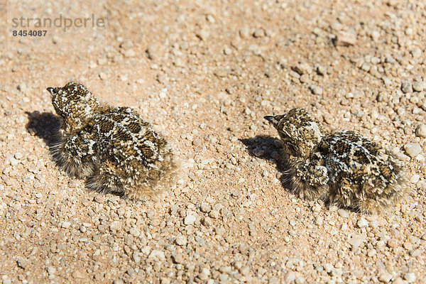 Wachtel (Coturnix coturnix)  zwei Wachtelküken sitzen auf Schotterstraße  Namibia