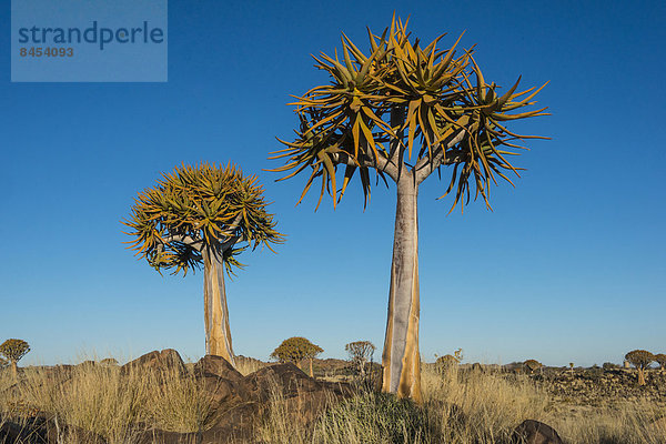 Köcherbäume (Aloe dichotoma)  bei Keetmanshoop  Namibia