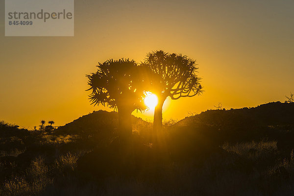 Köcherbäume (Aloe dichotoma) bei Sonnenuntergang  bei Keetmanshoop  Namibia