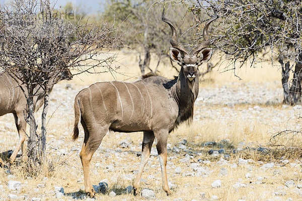 Großer Kudu (Tragelaphus strepsiceros)  Etosha-Nationalpark  Namibia