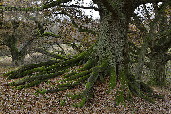 Hudeeichen (Quercus robur)  Borkener Paradies  Emsland  Niedersachsen  Deutschland