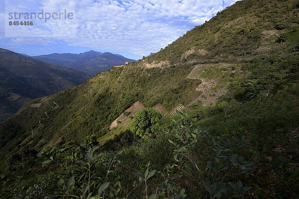 Illegale Coca-Felder  Cocasträucher (Erythroxylum coca) in den Yungas  Coroico  Departamento La Paz  Bolivien