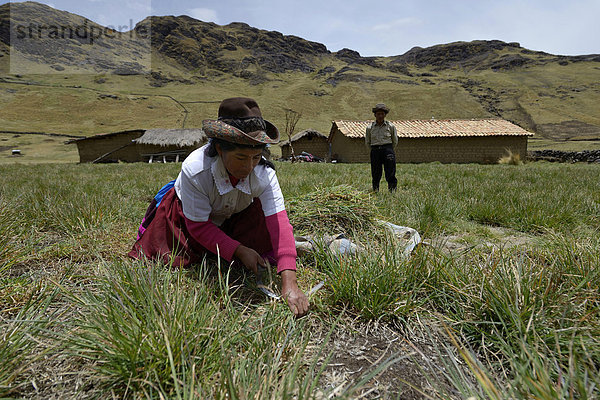 Frau erntet mit einer Sichel Gras als Viehfutter  Quispillaccta  Ayacucho  Peru