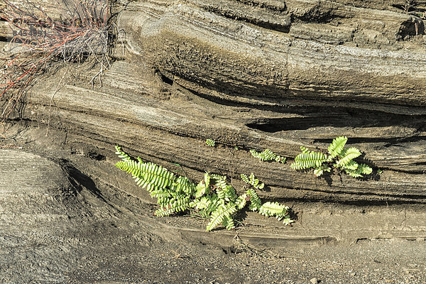 Pflanze wächst in Lavafeld  Puerto Egas  Insel San Salvador  Galapagosinseln  Unesco-Weltkulturerbe  Ecuador