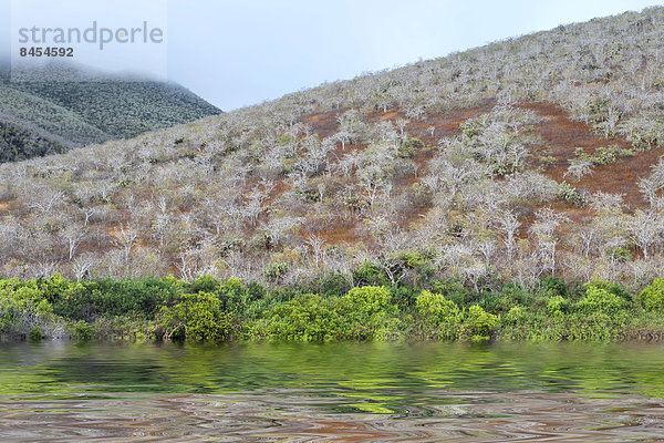 Palo Santo (Bursera graveolens)  Rábida  Galapagosinseln  Unesco-Weltkulturerbe  Ecuador