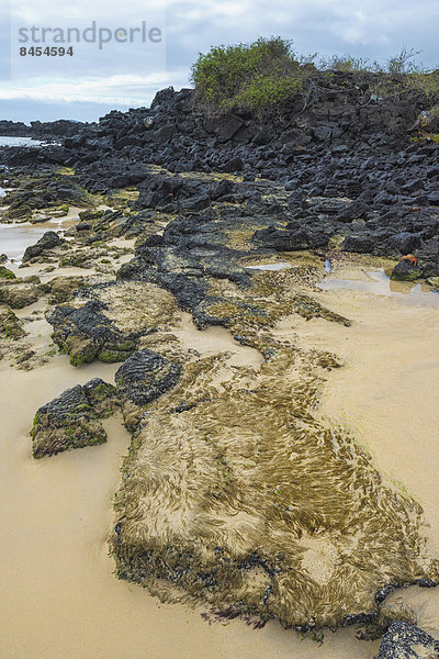 Sandstrand  Floreana  Galapagosinseln  Unesco-Weltkulturerbe  Ecuador