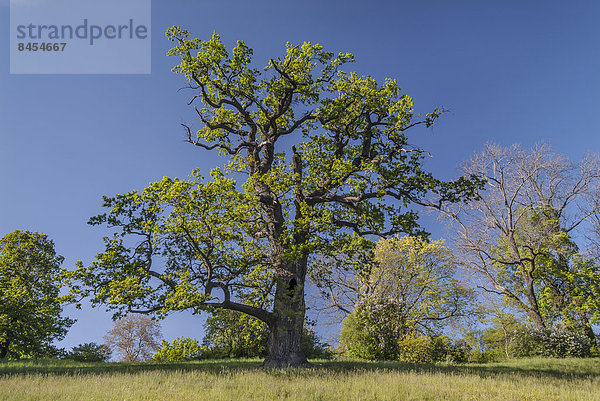 Alte Eiche (Quercus robur) im Landschaftspark  Schloss und Park Ettersburg  Weimar  Thüringen  Deutschland
