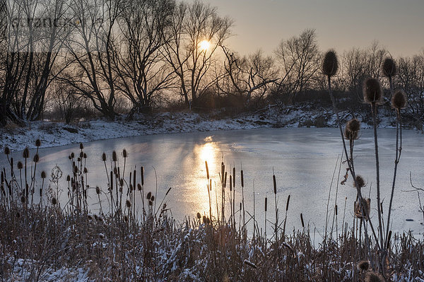 Teich im Winter  Eisfläche  Sonnenuntergang  Erdfall am Ettersberg  Weimar  Thüringen  Deutschland