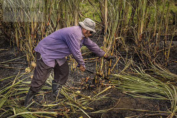 Arbeiter bei der Ernte von Zuckerrohr mit der Hand  Sigatoka  Viti Levu  Fidschi