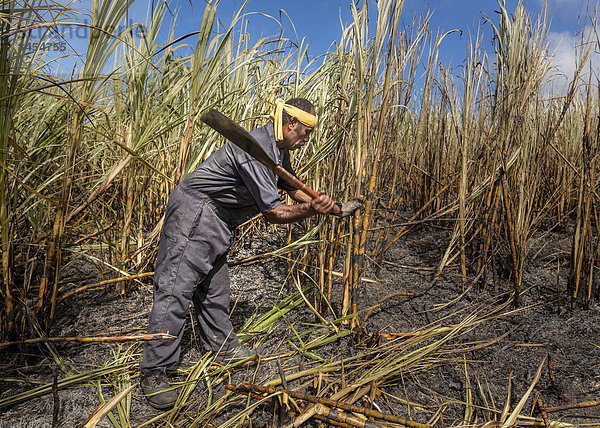 Arbeiter bei der Ernte von Zuckerrohr mit der Hand  Sigatoka  Viti Levu  Fidschi