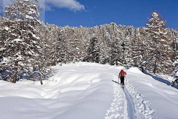 Skitourengeher beim Aufstieg auf den Juribrutto  Fleimstal  Dolomiten  Trentino  Italien