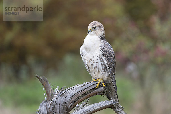 Sakerfalke  Saker oder Würgfalke (Falco cherrug)  Baden-Württemberg  Deutschland