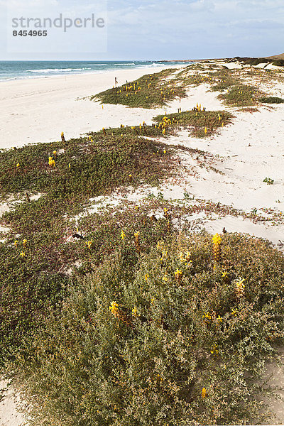 Gelbblühende Wüstenpflanze  Sommerwurzgewächs-Art (Cistanche deserticola) am Strand von Varandinha  Praia de Chave  Insel Boa Vista  Kapverden