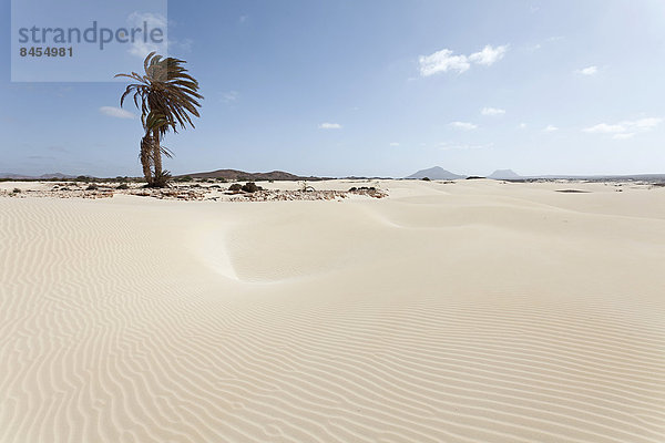 Einsame Dattelpalme in den Sanddünen der Wüste Deserto Viana  Boa Vista  Kapverden
