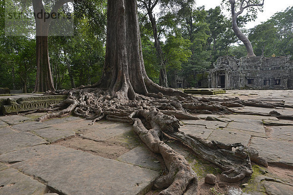 Von einer Würgefeige (Ficus virens) überwachsenene Tempelanlage Ta Prohm  Region Angkor  Siem Reap  Kambodscha