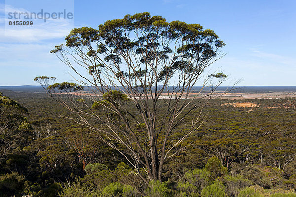 Dundas Blackbutt-Baum (Eucalyptus dundasii)  Norseman  Western Australia  Australien