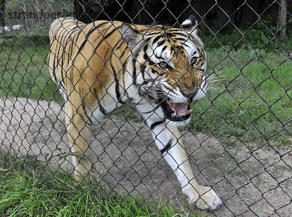 Eingesperrter Tiger (Panthera tigris) faucht hinter einem Zaun  Phnom Penh  Kambodscha