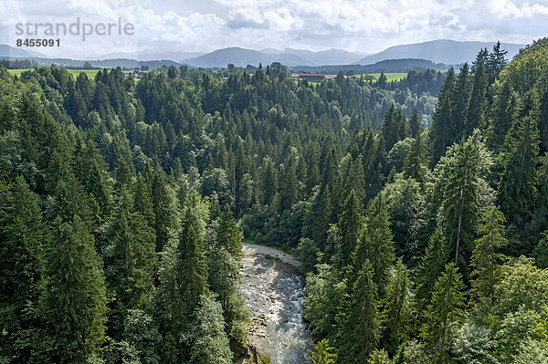 Ammerschlucht bei Echelsbach  Oberbayern  Bayern  Deutschland