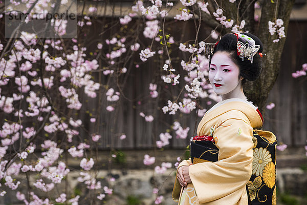 Geisha vor einem blühenden Kirschbaum im Geisha-Viertel Gion  Kyoto  Japan