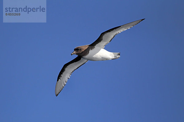 Kapsturmvogel (Daption capense)  adult  fliegt  Weddell-Meer  Antarktis